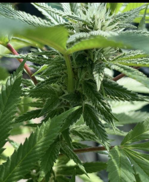 Apple Crumble. Week 16