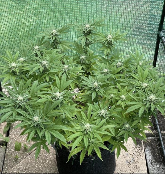 Apple Crumble / Indoor & Outdoor. Week 17
