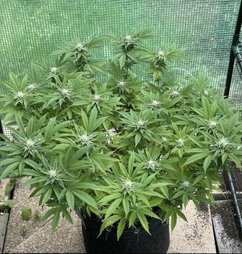 Apple Crumble. Week 17