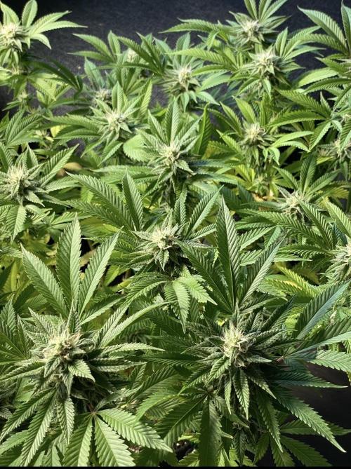 Apple Crumble / Indoor & Outdoor. Week 18