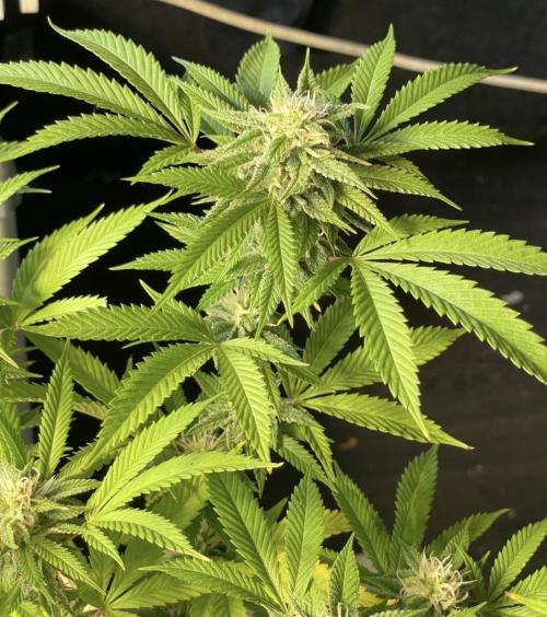 Apple Crumble / Indoor & Outdoor. Week 18