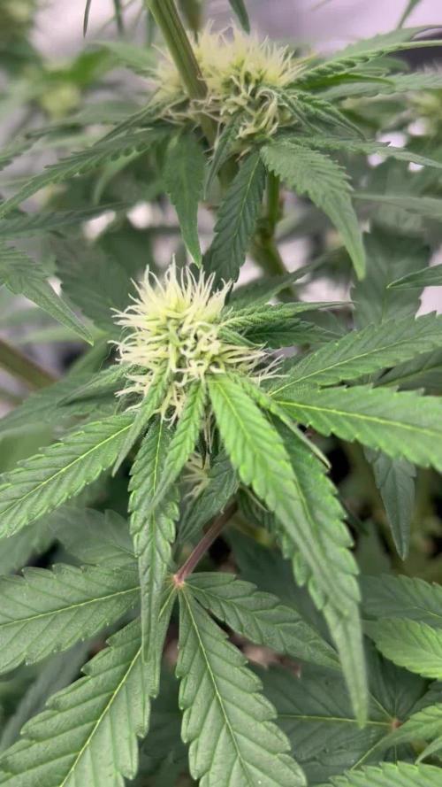 Lemon Cherry Cookies Auto (Fast Buds)