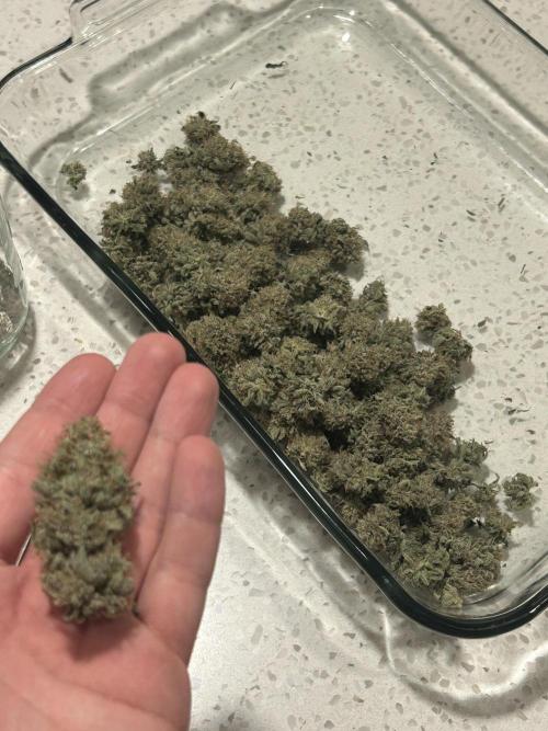 Dreadnought. Week 16