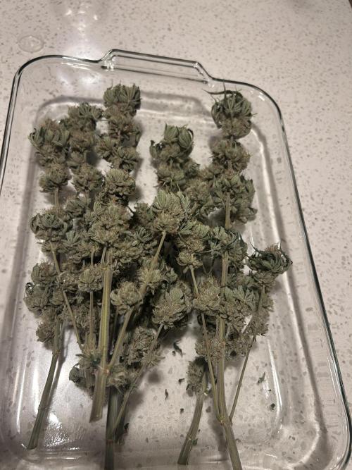 Dreadnought. Week 16