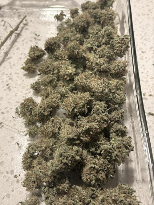 Dreadnought. Week 16