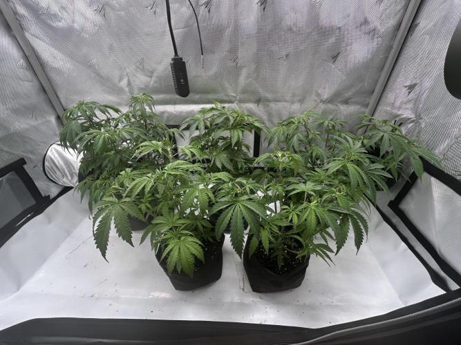 Dreadnought & Maui Wowie. Week 6