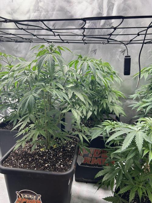 Dreadnought & Maui Wowie. Week 7