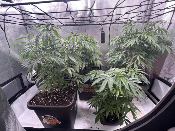 Dreadnought & Maui Wowie. Week 7