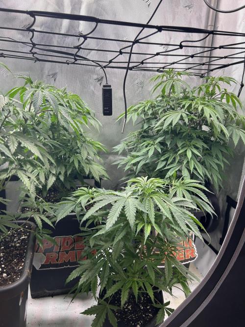 Dreadnought & Maui Wowie. Week 7