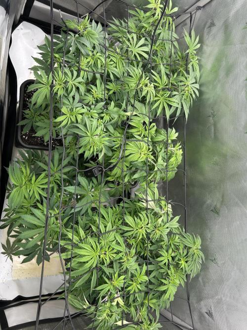 Dreadnought & Maui Wowie. Week 8