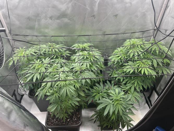 Dreadnought & Maui Wowie. Week 8