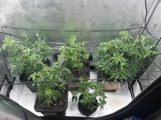 Dreadnought & Maui Wowie. Week 8