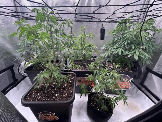 Dreadnought & Maui Wowie. Week 8