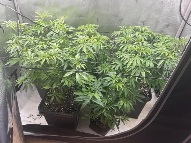 Dreadnought & Maui Wowie. Week 9