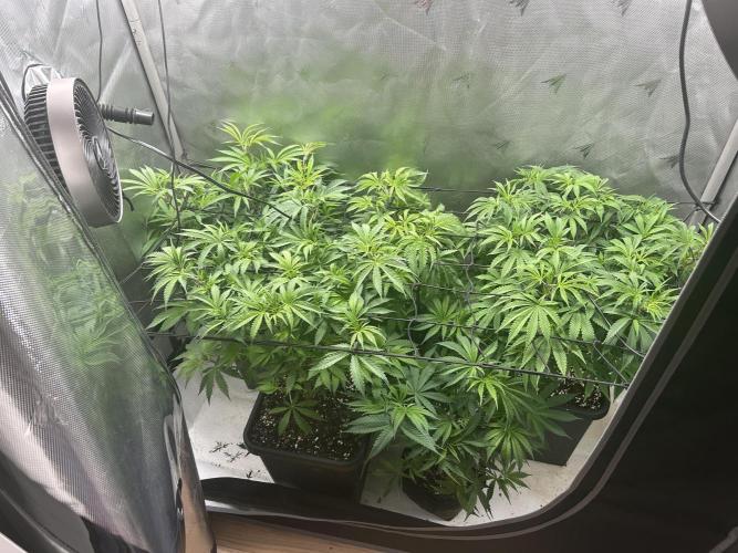 Dreadnought & Maui Wowie. Week 9