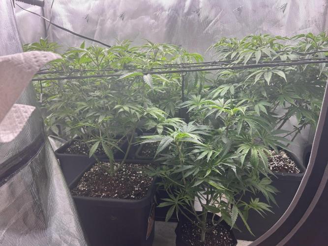 Dreadnought & Maui Wowie. Week 9