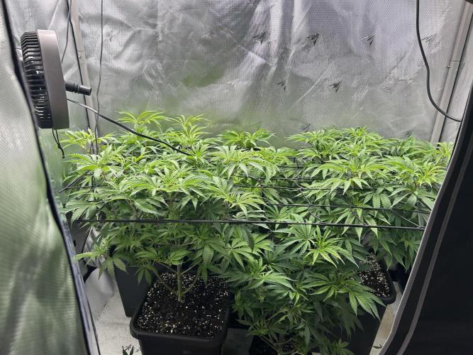 Dreadnought & Maui Wowie. Week 9