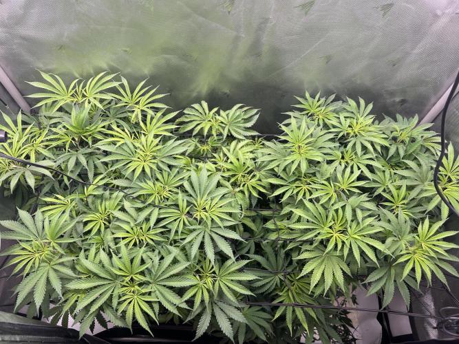 Dreadnought & Maui Wowie. Week 9