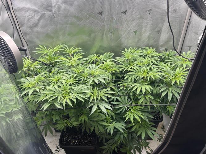 Dreadnought & Maui Wowie. Week 9