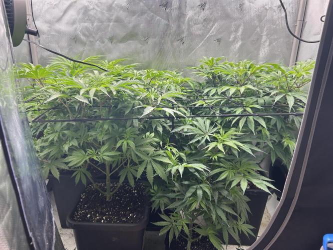 Dreadnought & Maui Wowie. Week 9