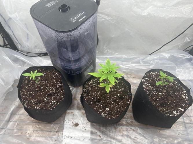 Bruce Banner. Week 1