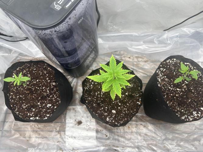 Bruce Banner. Week 1