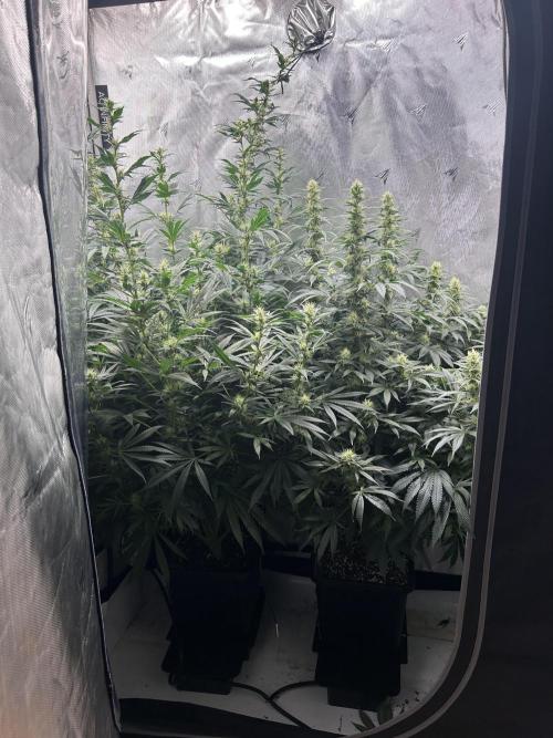 Maui Wowie. Week 13