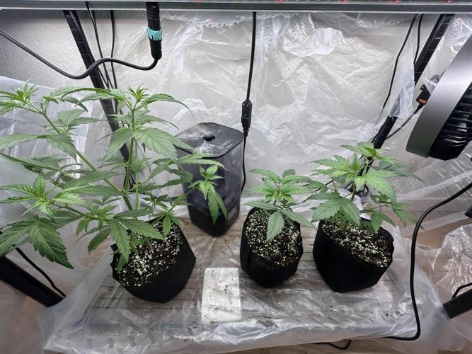 Bruce Banner. Week 4