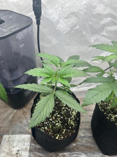 Bruce Banner. Week 4