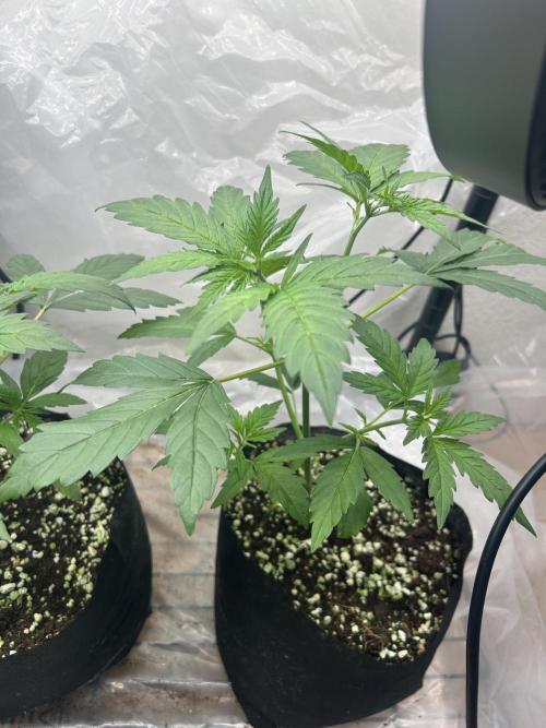 Bruce Banner. Week 4