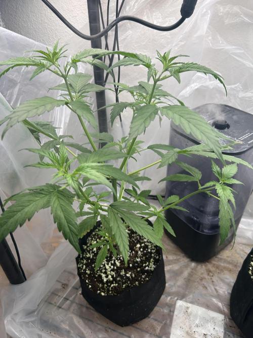 Bruce Banner. Week 4