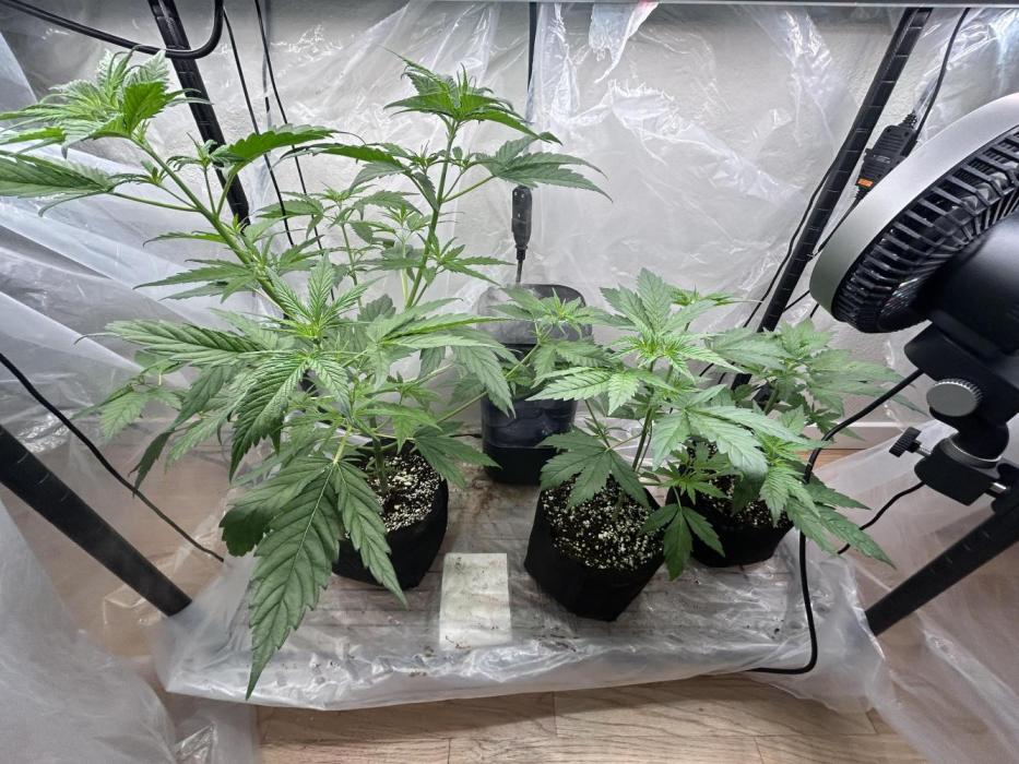 Bruce Banner. Week 5