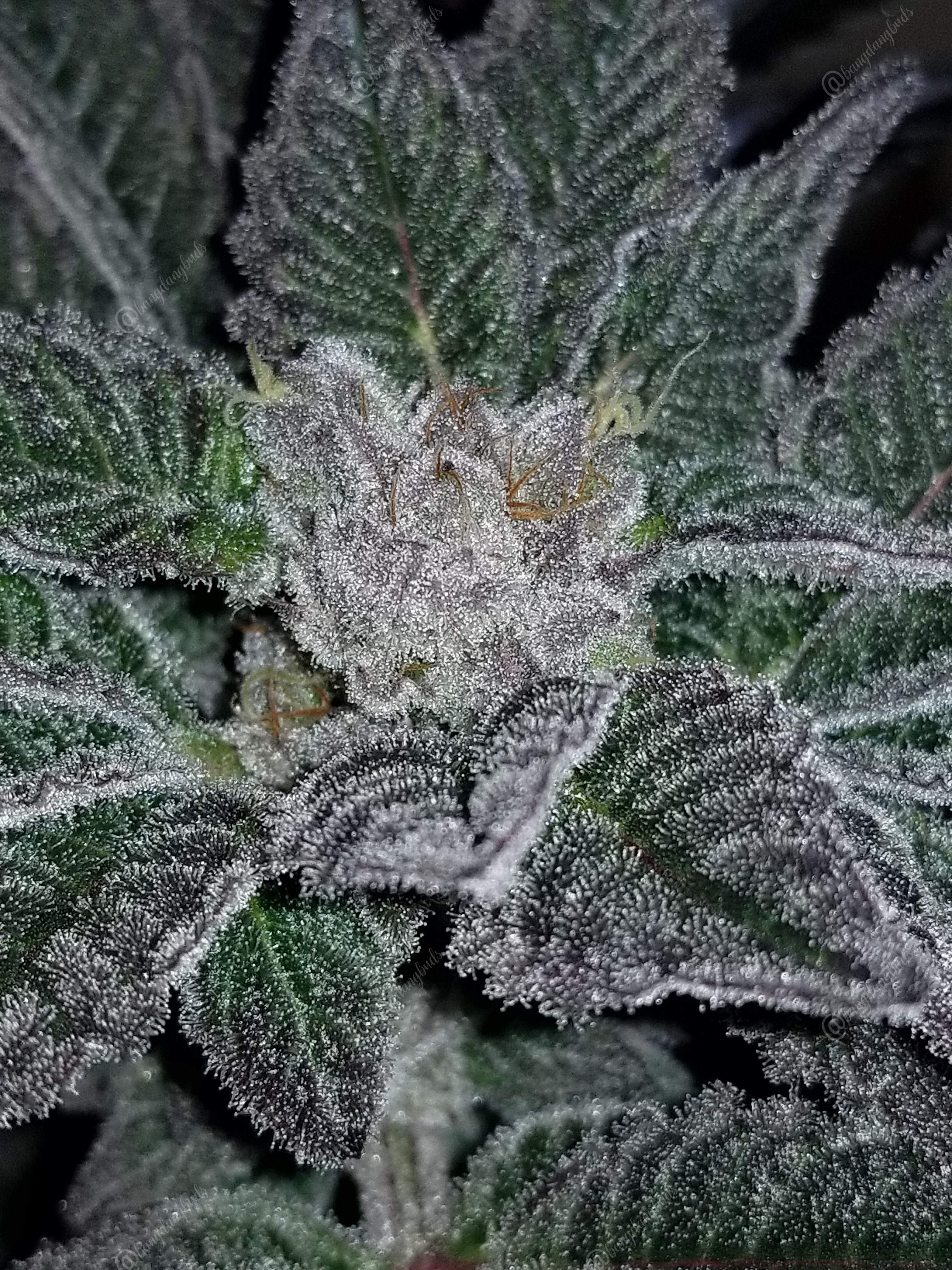 In House Jelly Breath bx1 grow diary (journal) week14 by
