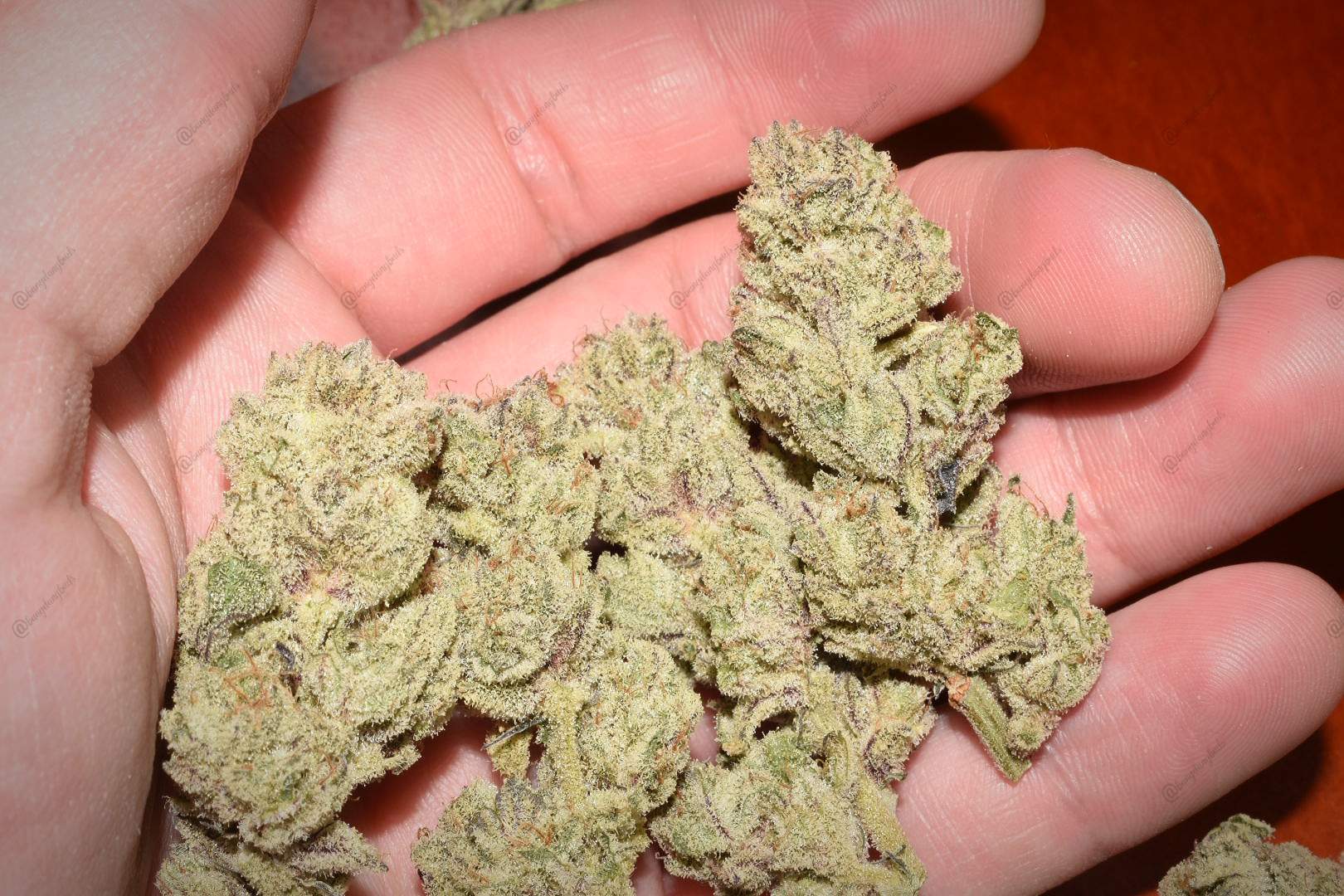 In House Jelly Breath bx1 grow diary (journal) harvest15 by