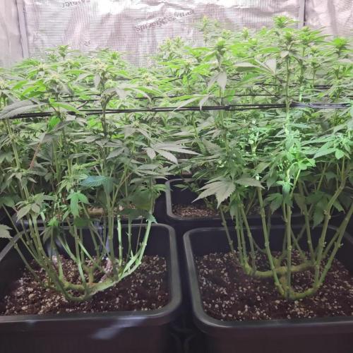 Glookies 30liter Mainlining