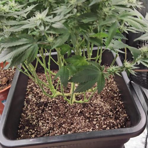 Glookies 30liter Mainlining