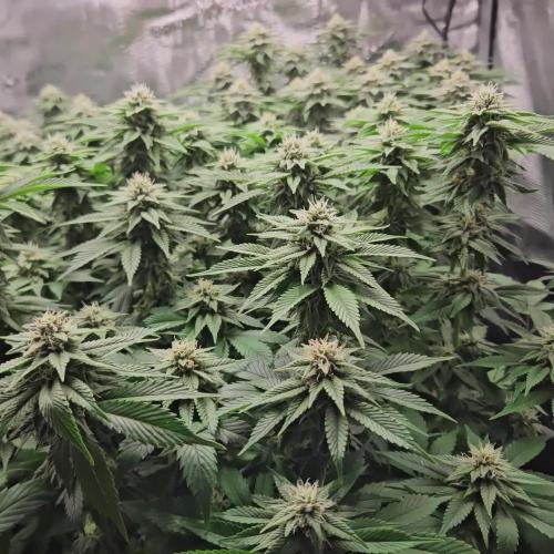 Glookies 30liter Mainlining