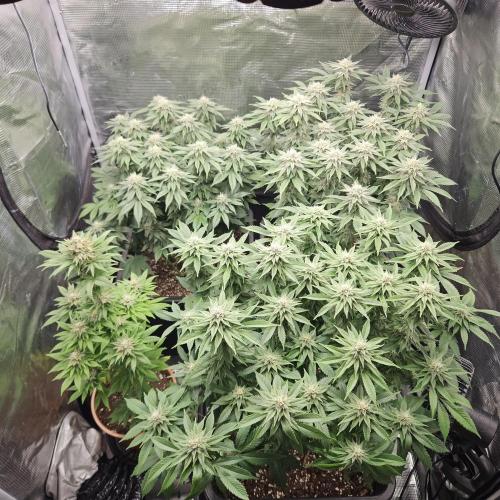 Glookies 30liter Mainlining. Week 15