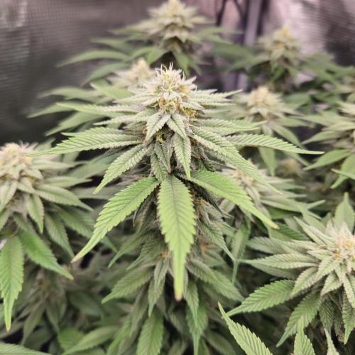 Glookies 30liter Mainlining. Week 15