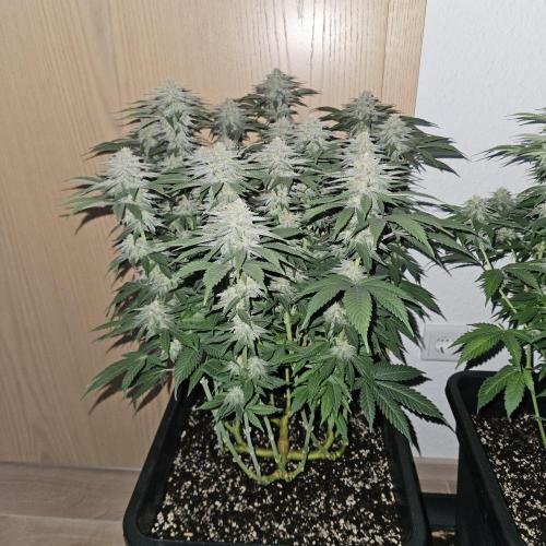 Glookies 30liter Mainlining. Week 15