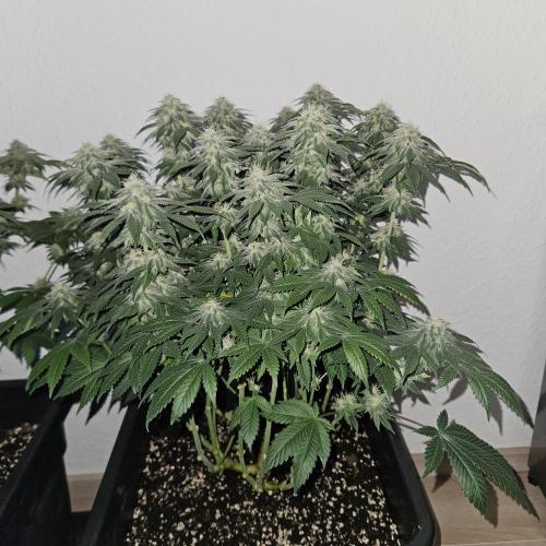 Glookies 30liter Mainlining. Week 15