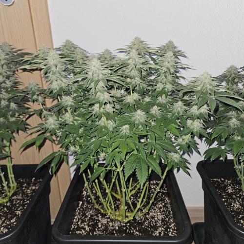 Glookies 30liter Mainlining. Week 15