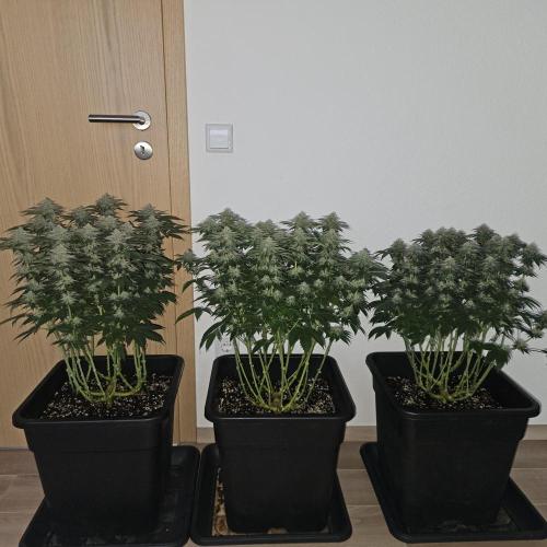 Glookies 30liter Mainlining. Week 15