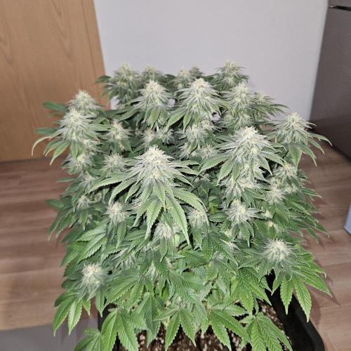 Glookies 30liter Mainlining. Week 16