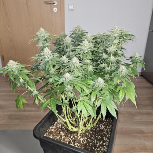 Glookies 30liter Mainlining. Week 16