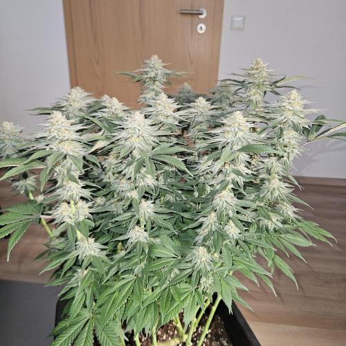 Glookies 30liter Mainlining. Week 16