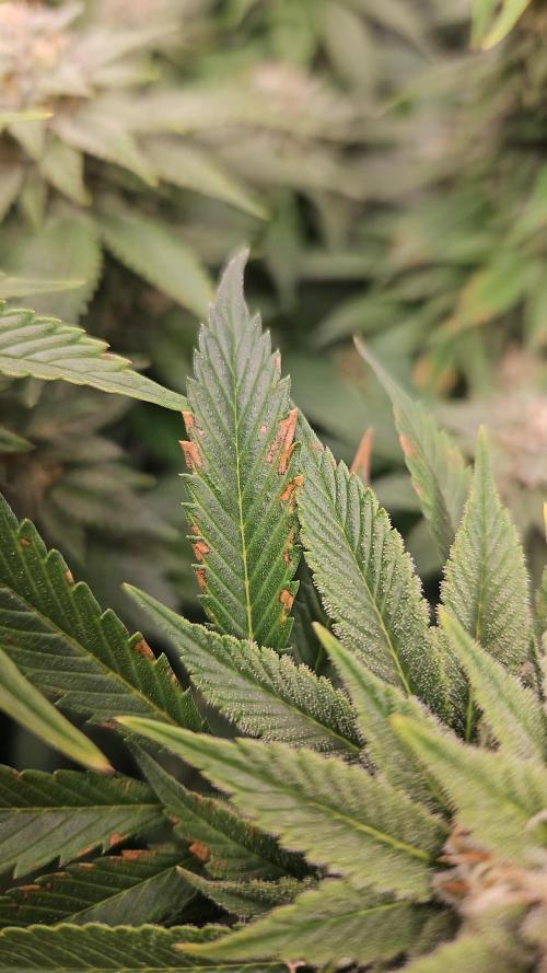 Glookies 30liter Mainlining. Week 16