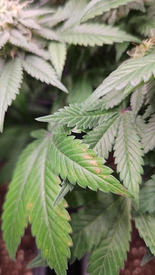 Glookies 30liter Mainlining. Week 16