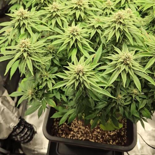 Glookies 30liter Mainlining