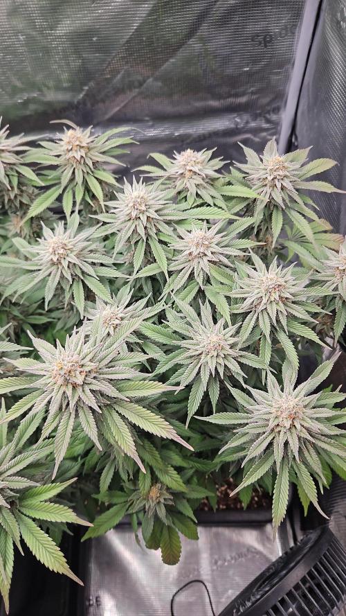 Glookies 30liter Mainlining. Week 17